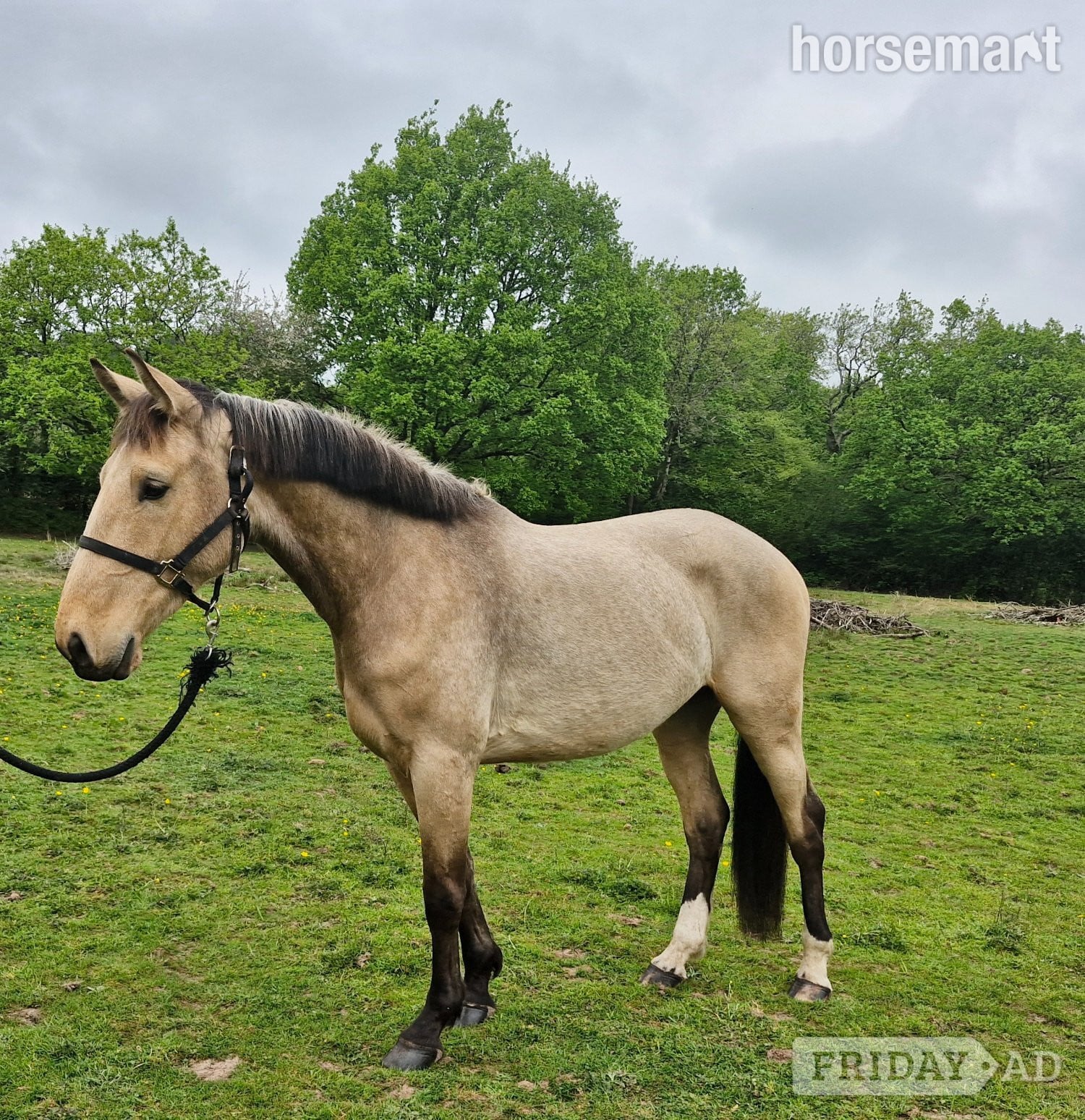 Cardiff "Ace Amour - stable name Archie" Buckskin Gelding Youngstock / Foal
