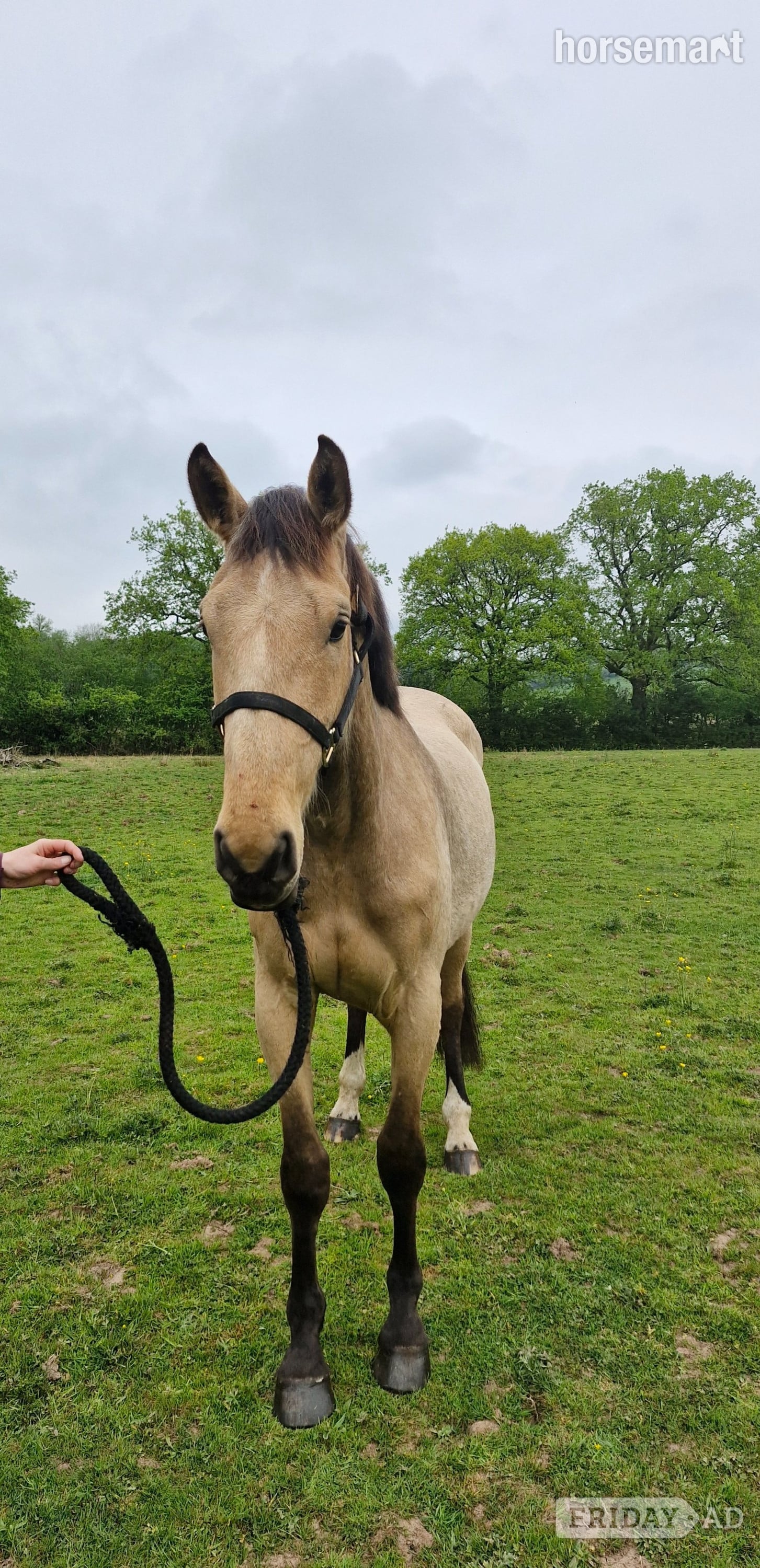 "Ace Amour - stable name Archie" Buckskin Gelding Youngstock / Foal - Horses in Cardiff