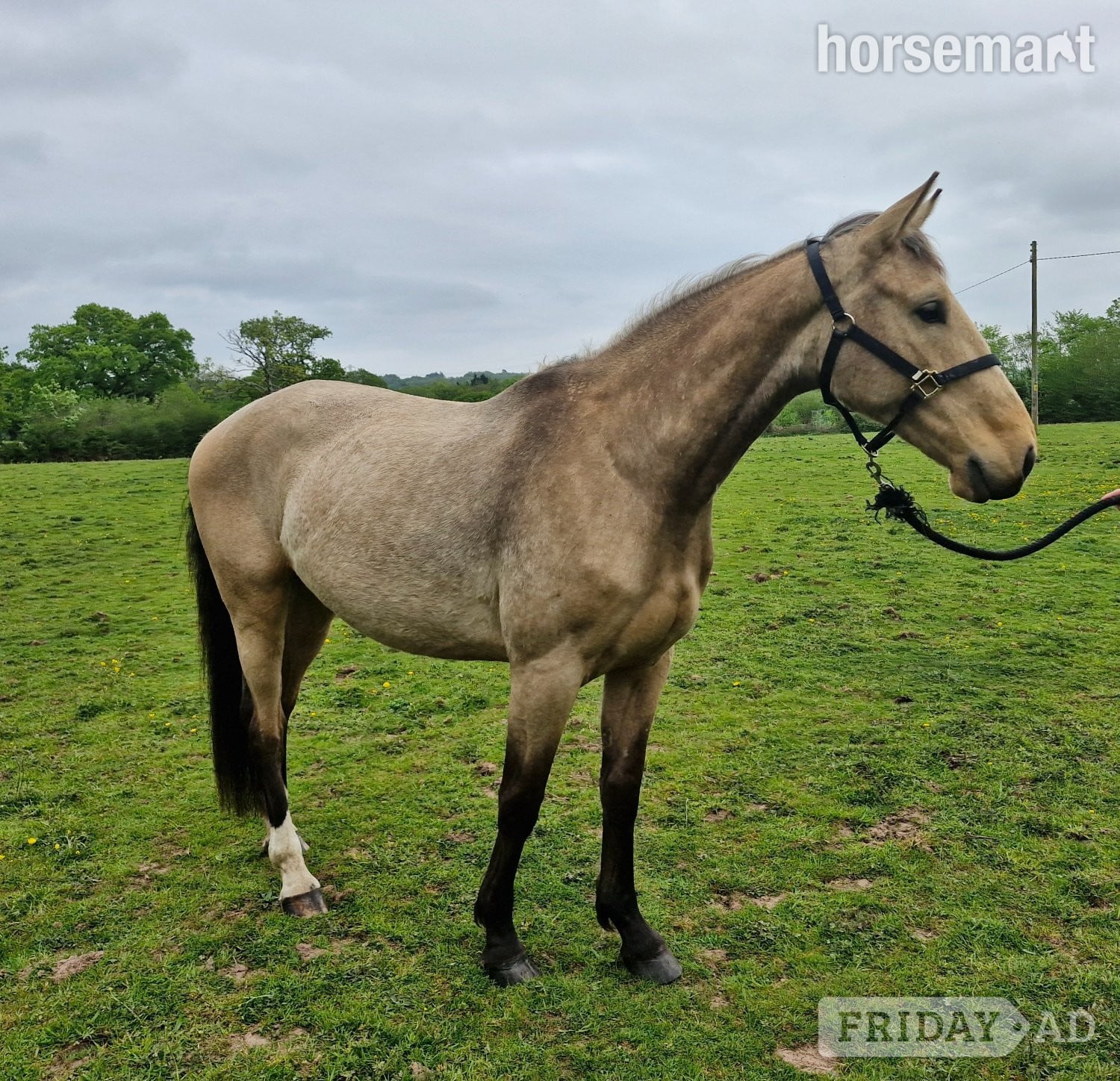 "Ace Amour - stable name Archie" Buckskin Gelding Youngstock / Foal - Horses
