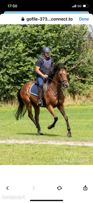 "Louie" Bright Bay Gelding Happy Hacker