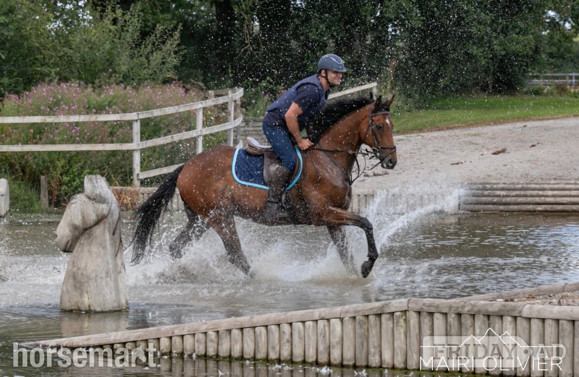 "Louie" Bright Bay Gelding Happy Hacker