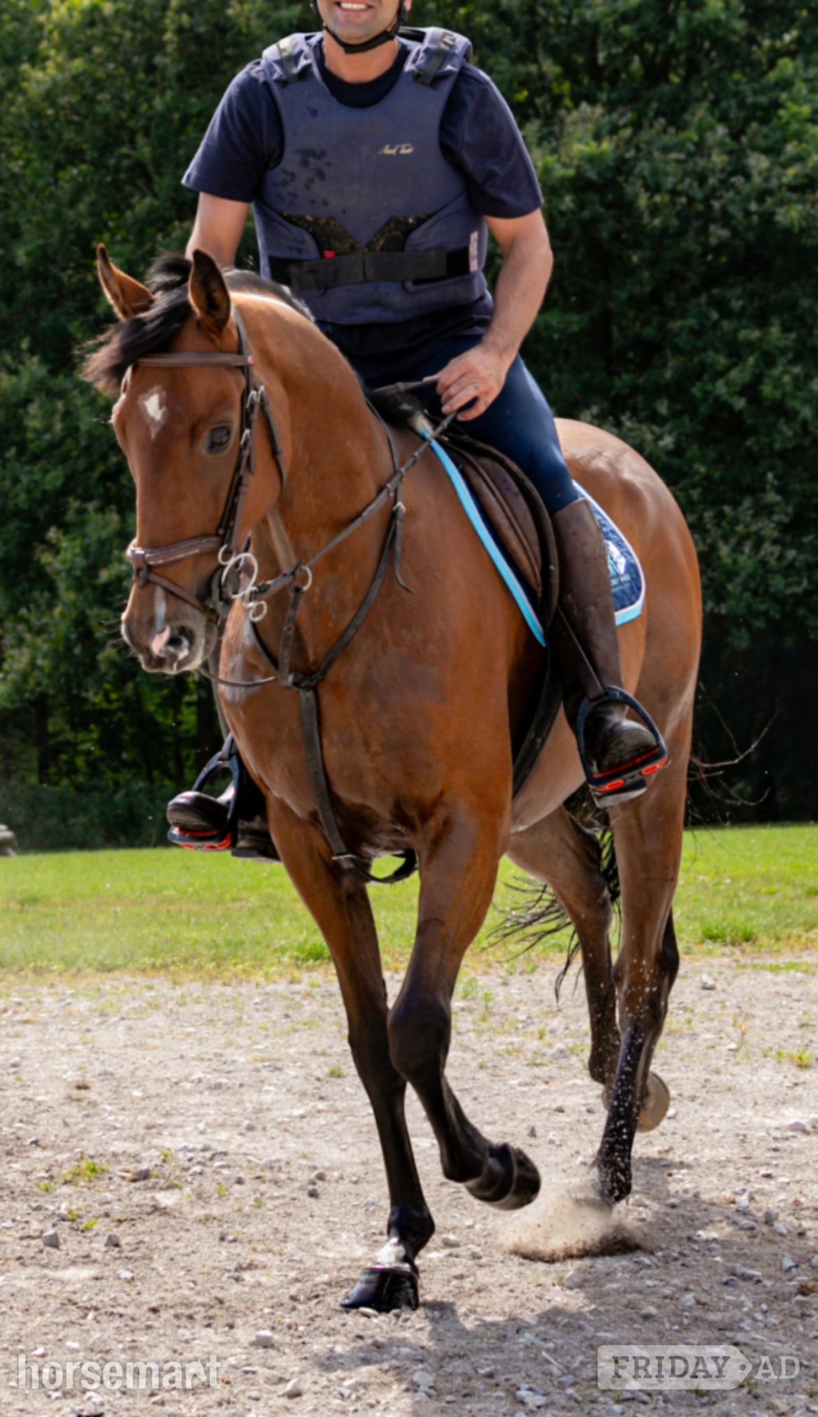 Burnley "Louie" Bright Bay Gelding Happy Hacker