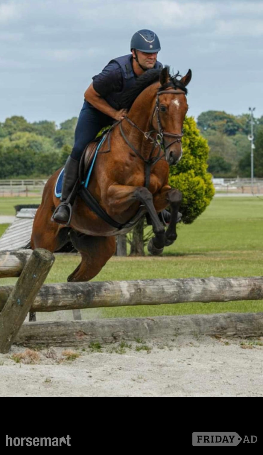 "Louie" Bright Bay Gelding Happy Hacker - Horses in Burnley