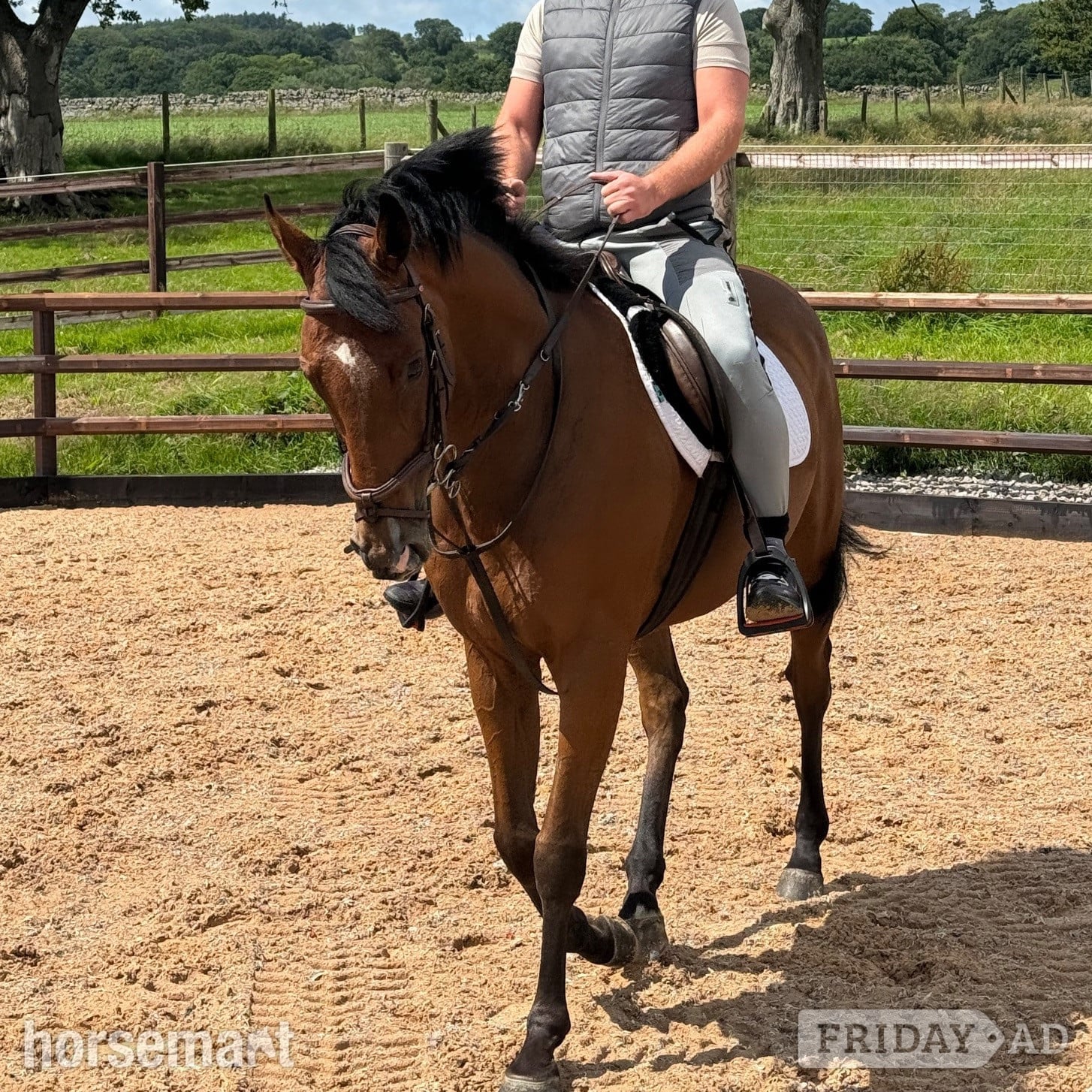 "Louie" Bright Bay Gelding Happy Hacker - Horses
