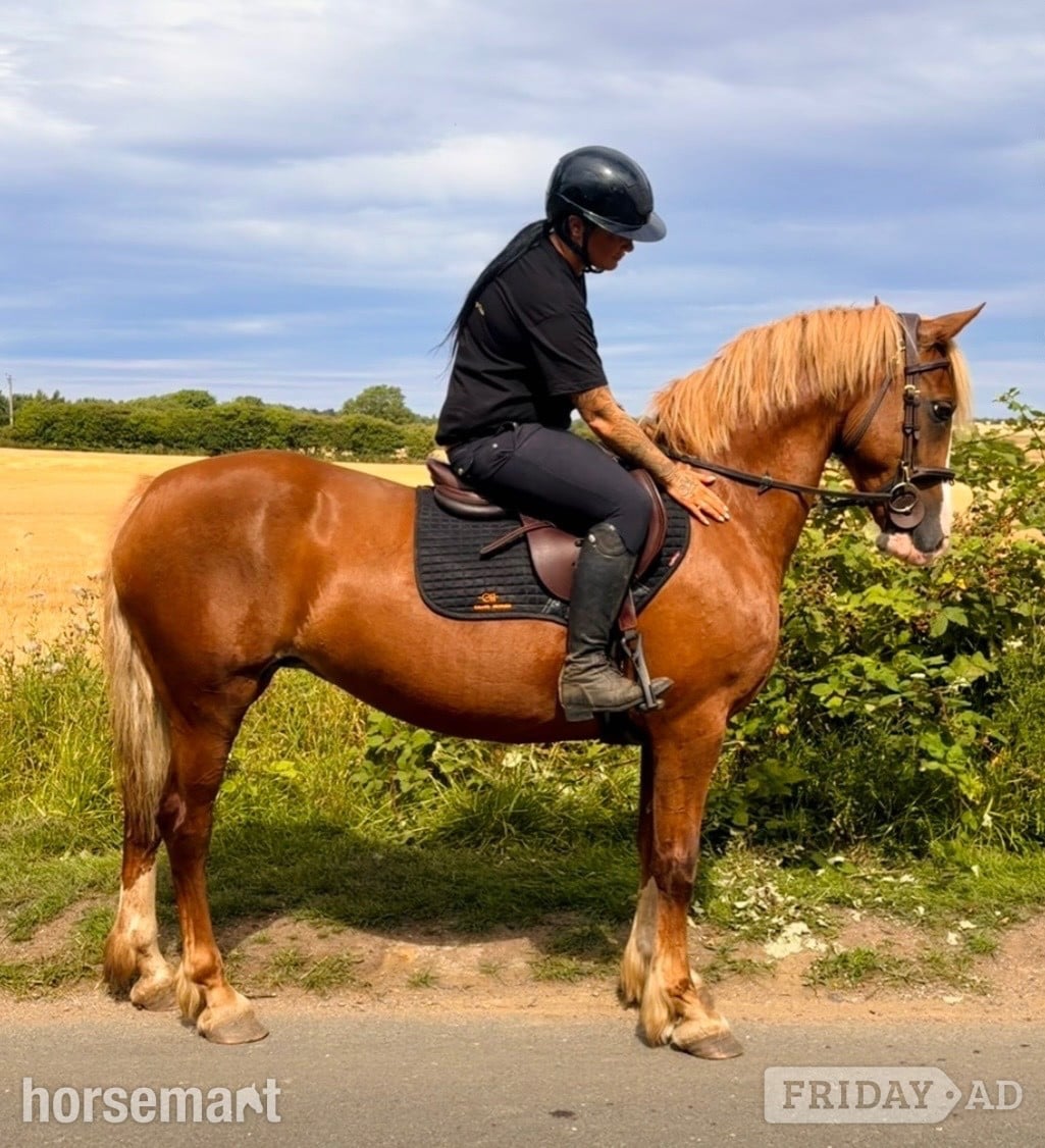 "Maisie "  Mare All Rounder in Durham
