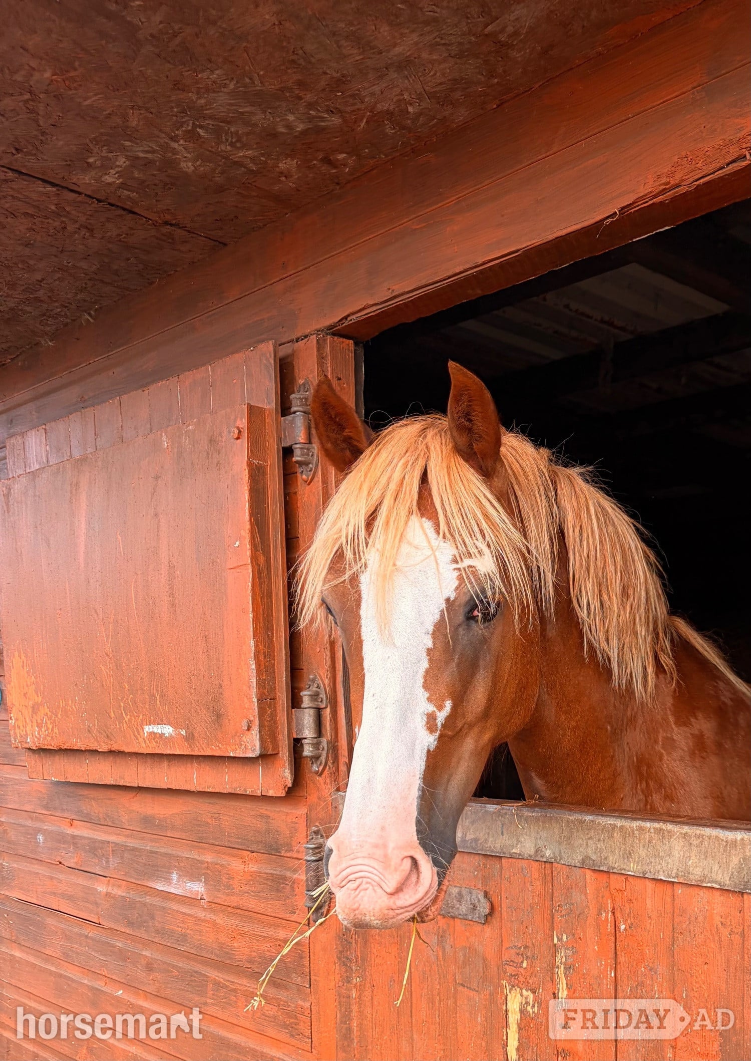 "Maisie "  Mare All Rounder