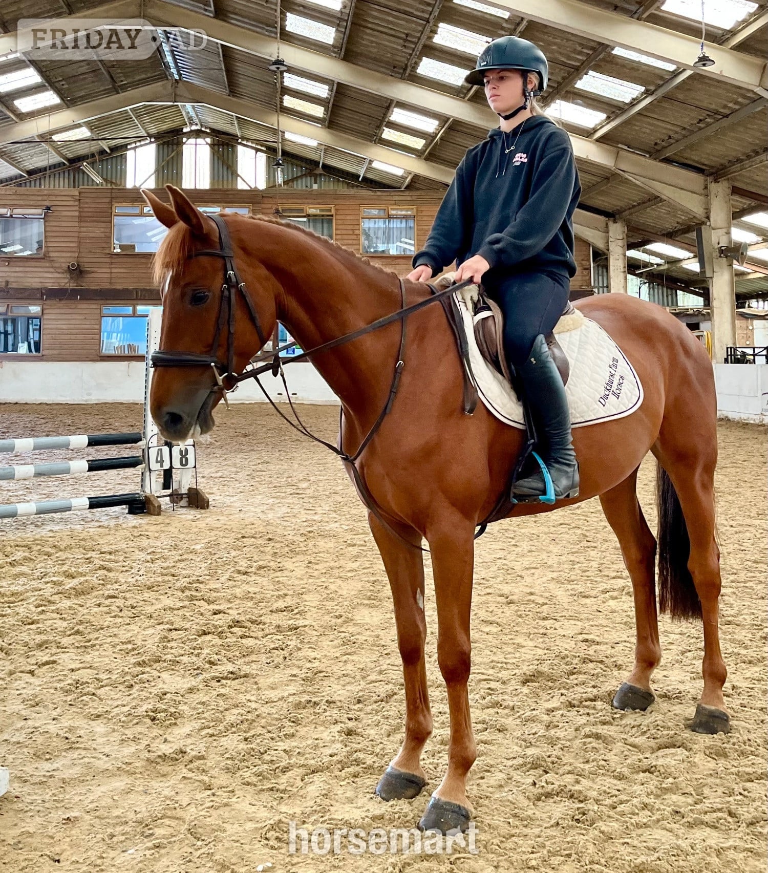 "Rusty" Chestnut Mare All Rounder in Staplehurst