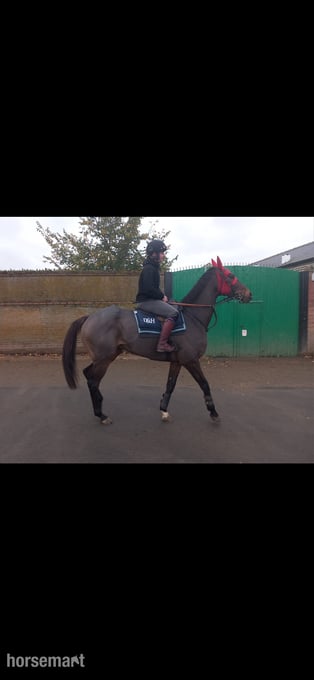 "Jaz" Bay Gelding Ex Racehorse