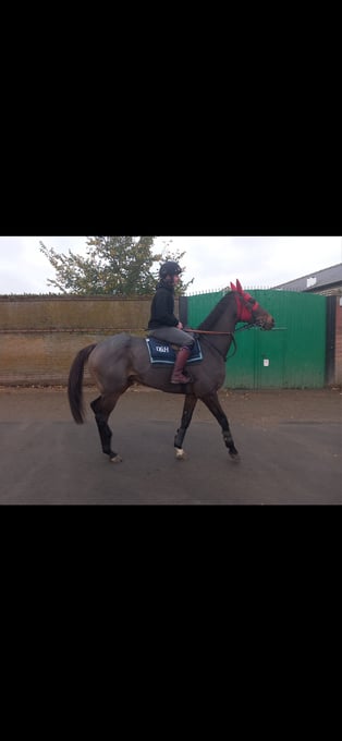 "Jaz" Bay Gelding Ex Racehorse