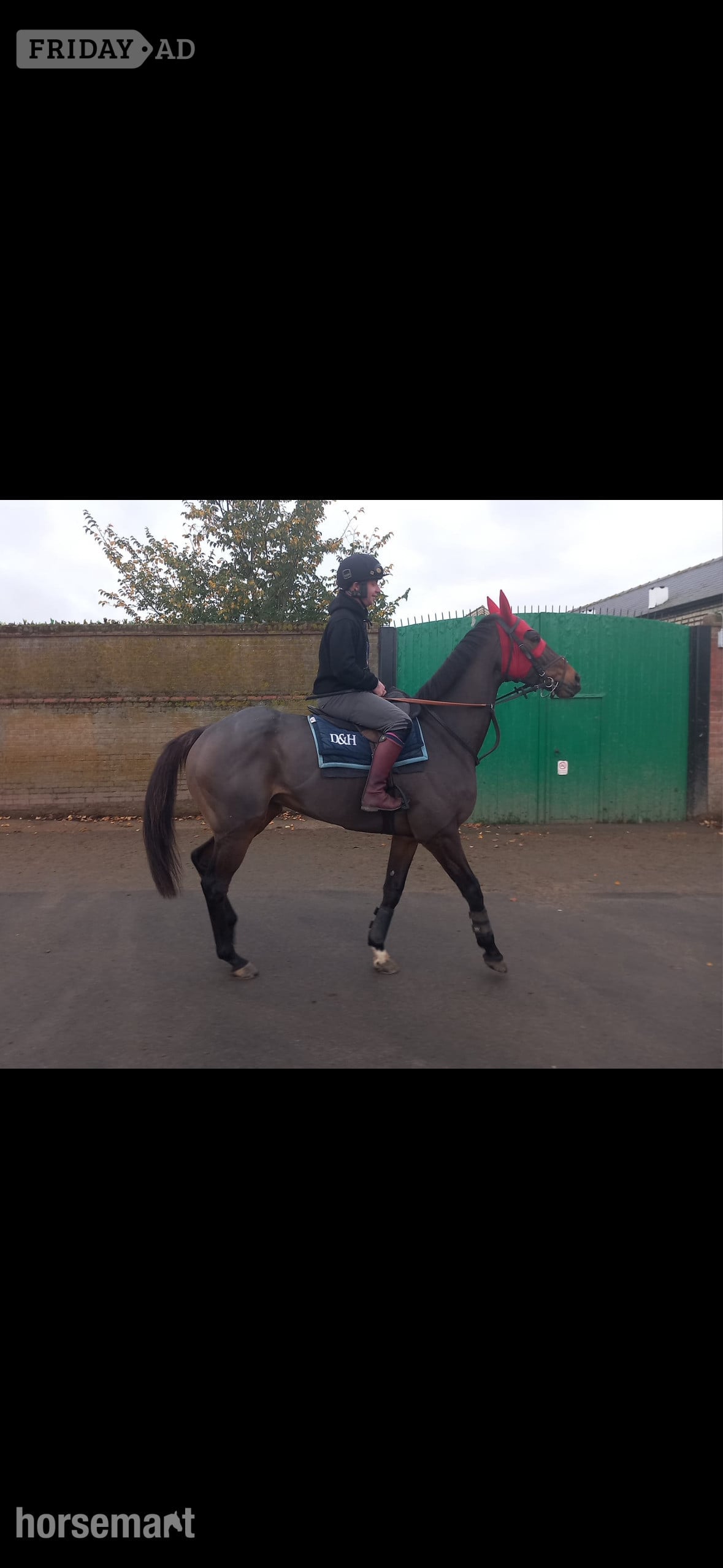 "Jaz" Bay Gelding Ex Racehorse in Cambridge