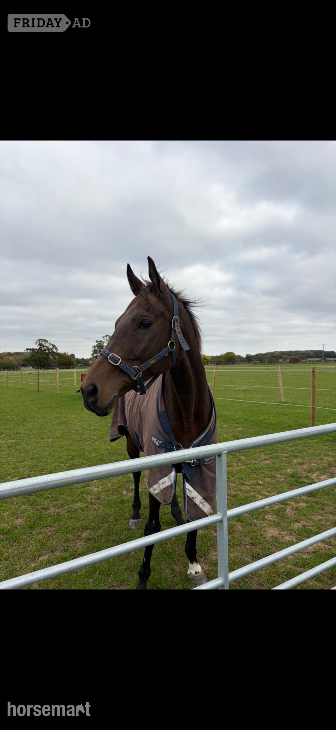 "Jaz" Bay Gelding Ex Racehorse