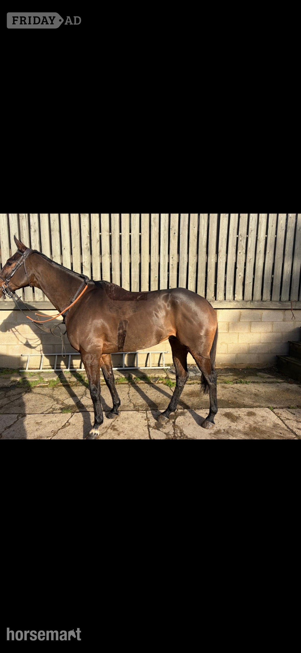 Cambridge "Jaz" Bay Gelding Ex Racehorse