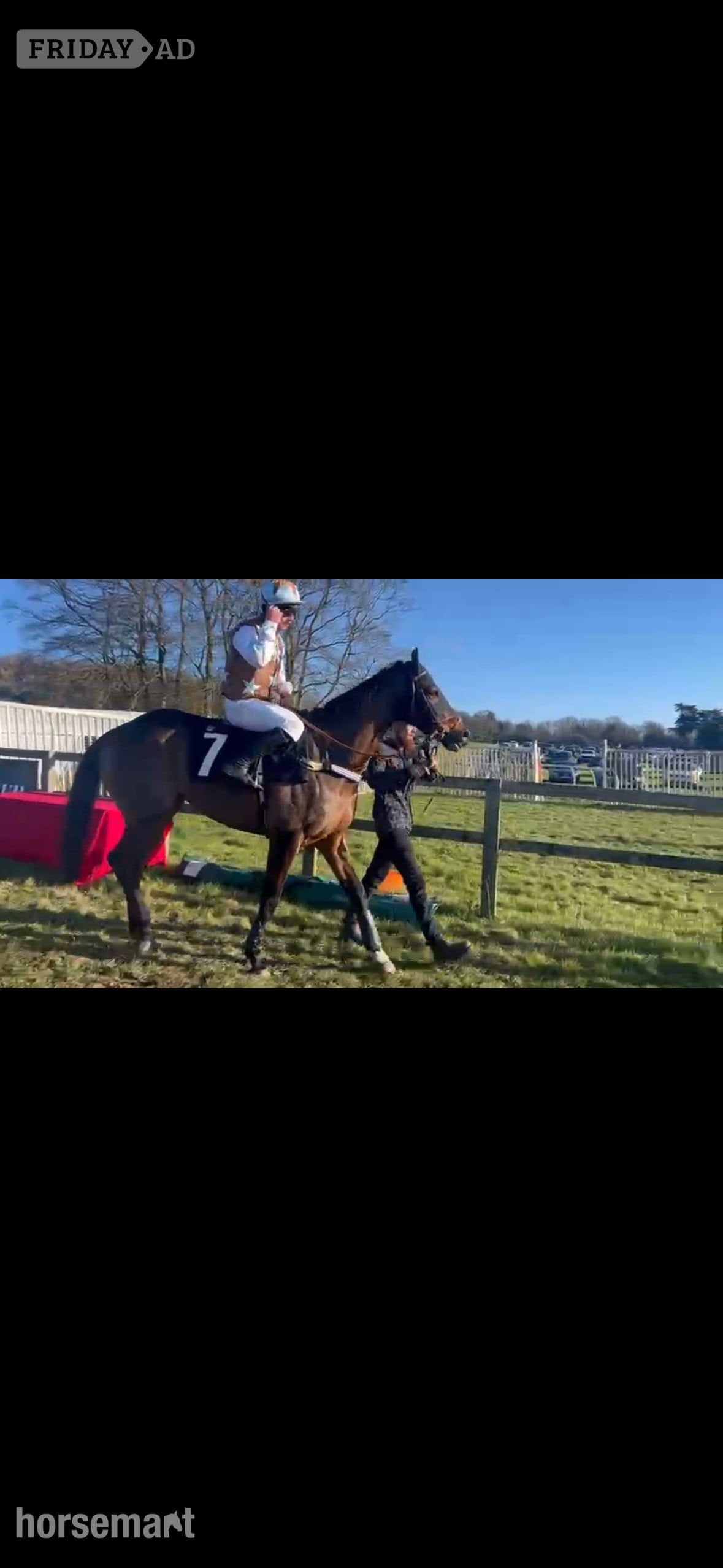 "Jaz" Bay Gelding Ex Racehorse - Horses in Cambridge