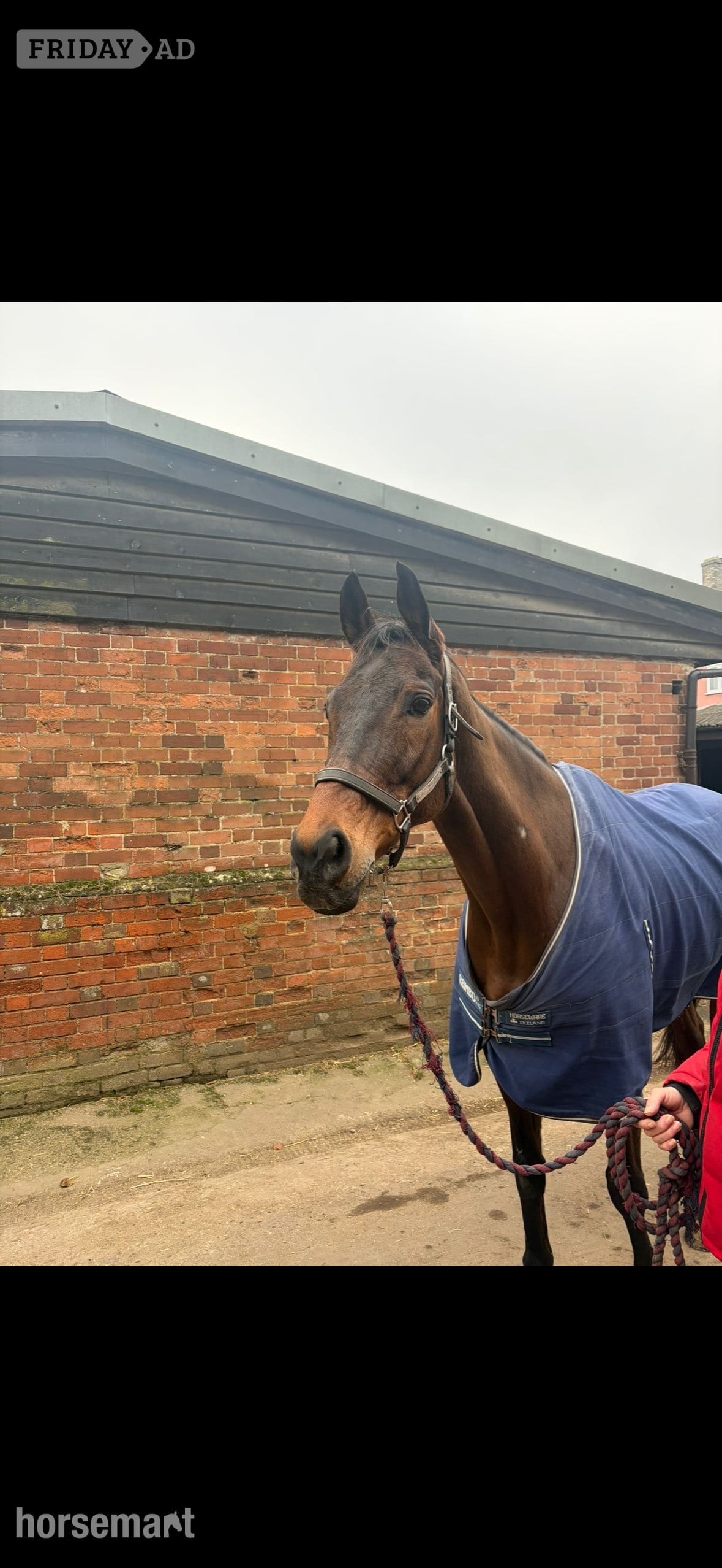 "Jaz" Bay Gelding Ex Racehorse - Horses