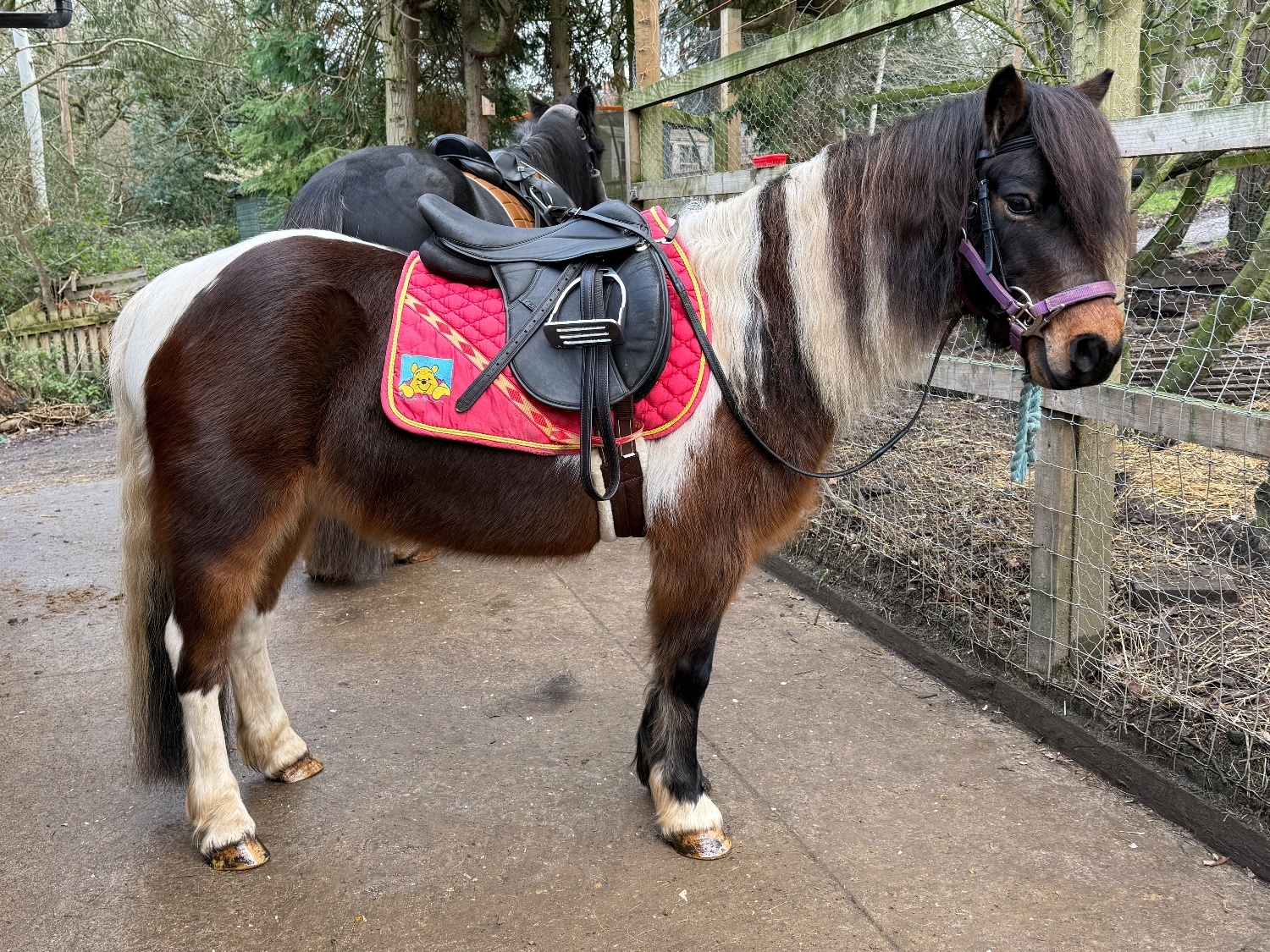 "Bertie " Skewbald Gelding Coloured