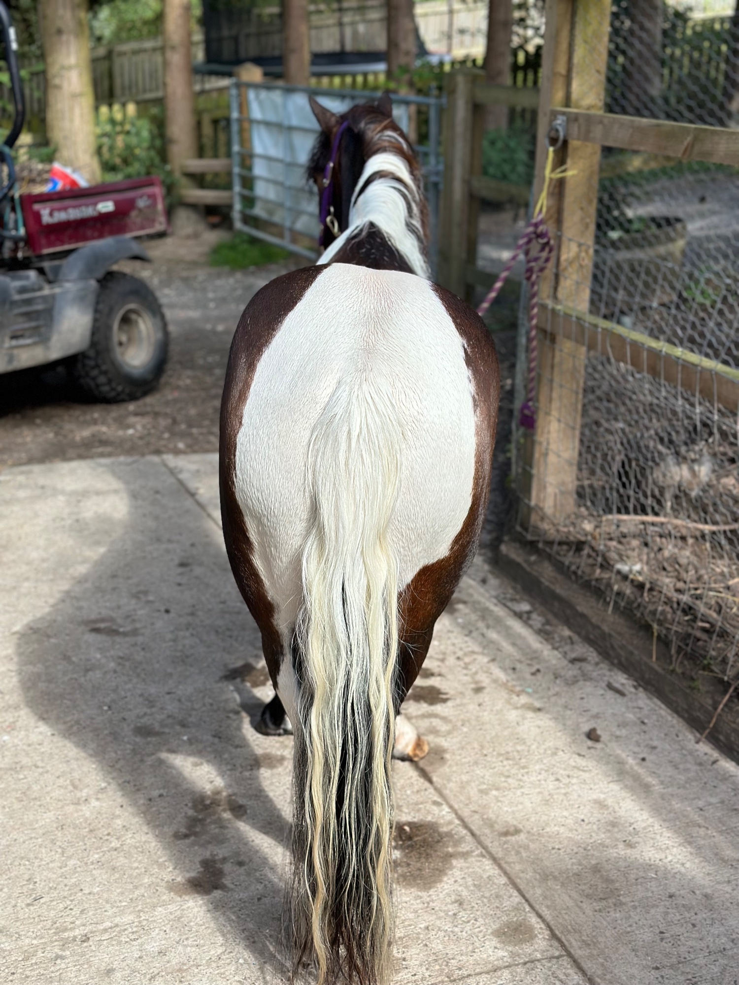 "Bertie " Skewbald Gelding Coloured - Horses in Astwood Bank