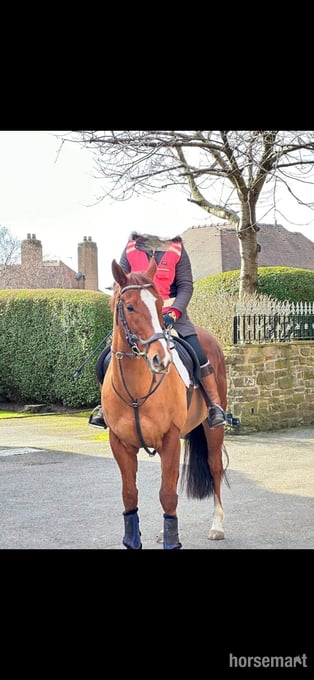 "Eddie" Chestnut Gelding Happy Hacker