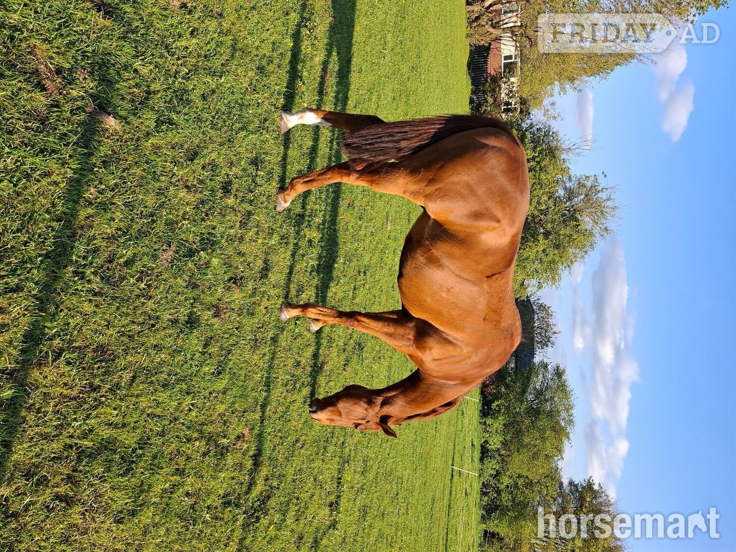 "Eddie" Chestnut Gelding Happy Hacker - Horses in Gomersal