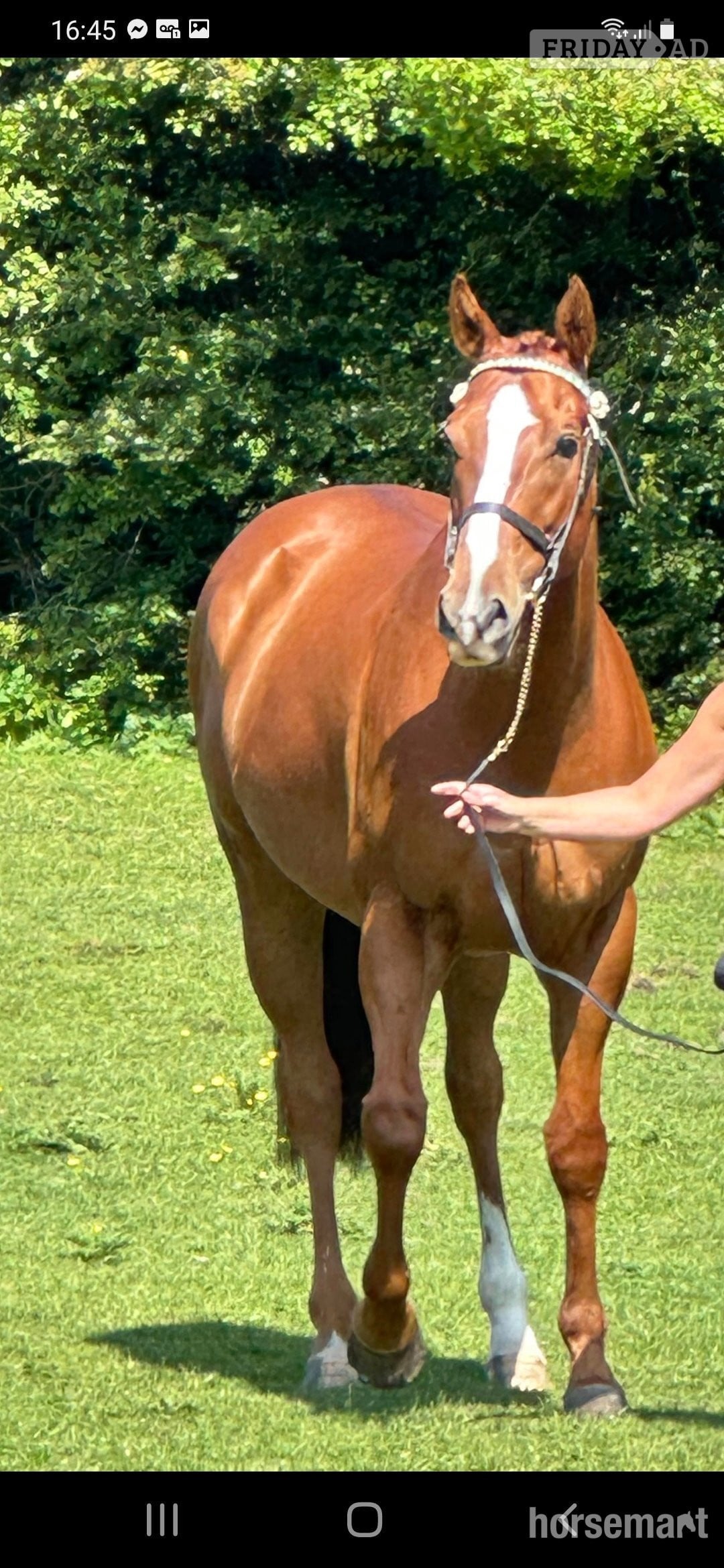 Gomersal "Eddie" Chestnut Gelding Happy Hacker