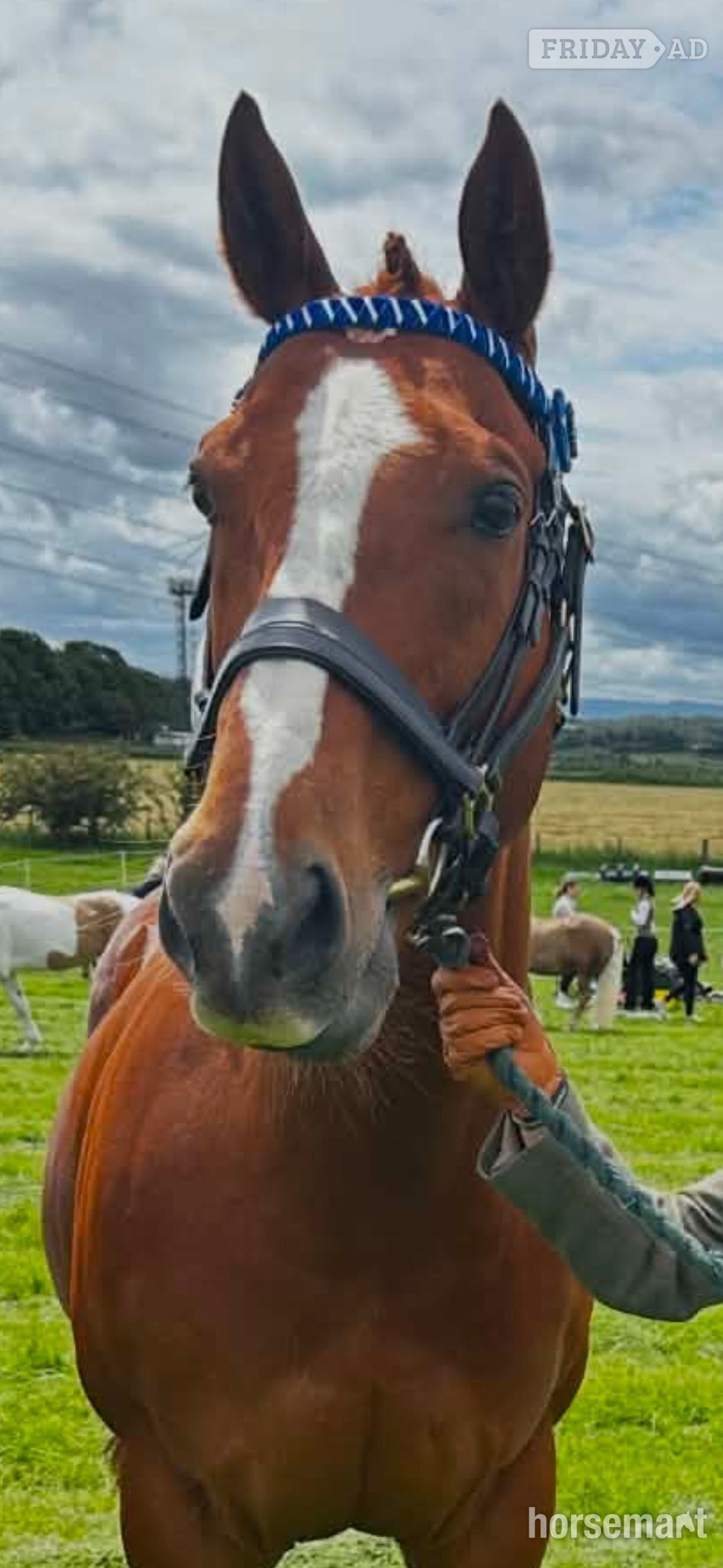 "Eddie" Chestnut Gelding Happy Hacker