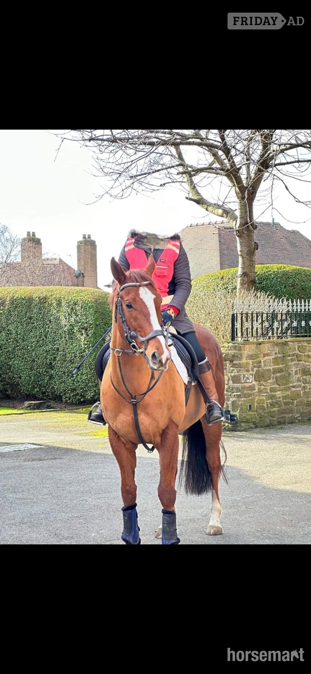 "Eddie" Chestnut Gelding Happy Hacker in Gomersal