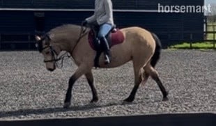 "Orla " Golden Dun Mare All Rounder