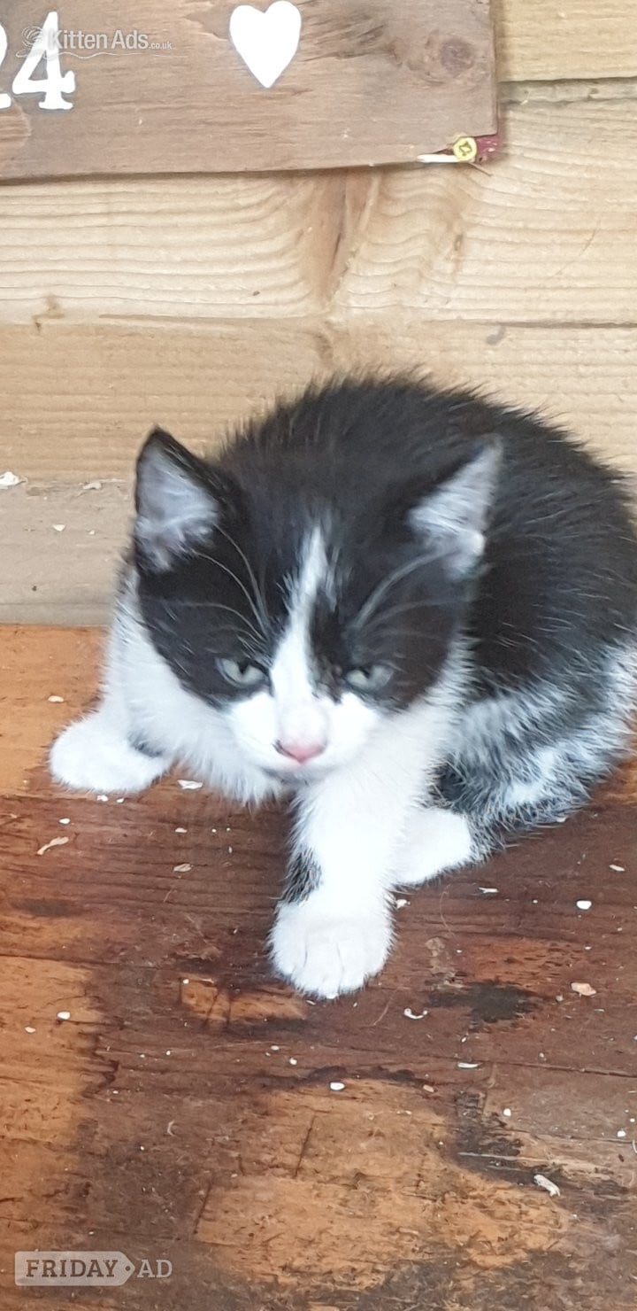 Russian blue cross male kitten in Llandysul