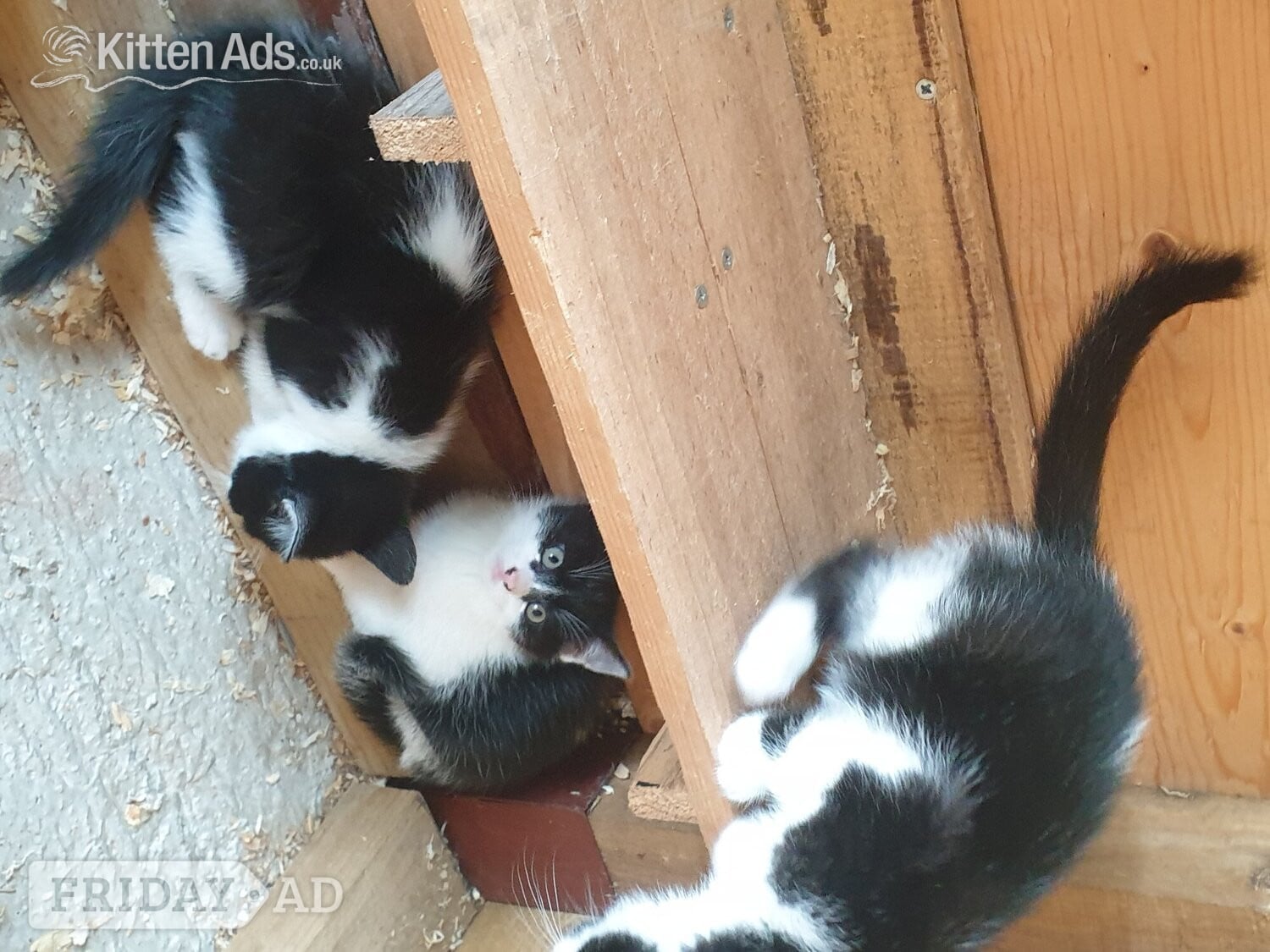 Russian blue cross male kitten - Cats & Kittens in Llandysul