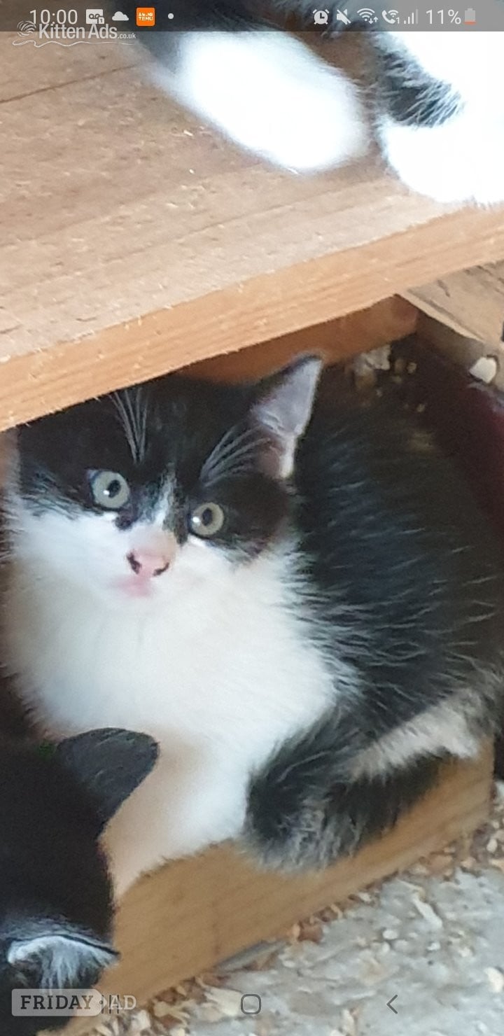 Llandysul Russian blue cross male kitten