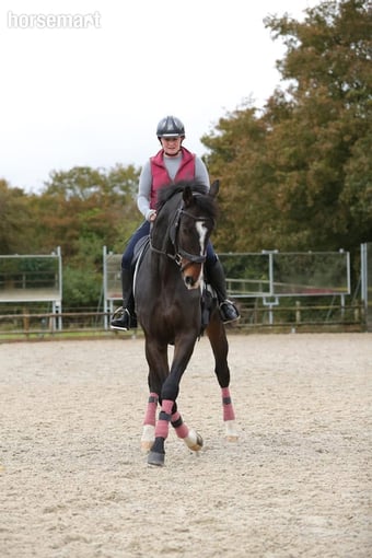 "Davinci " Chestnut Gelding All Rounder