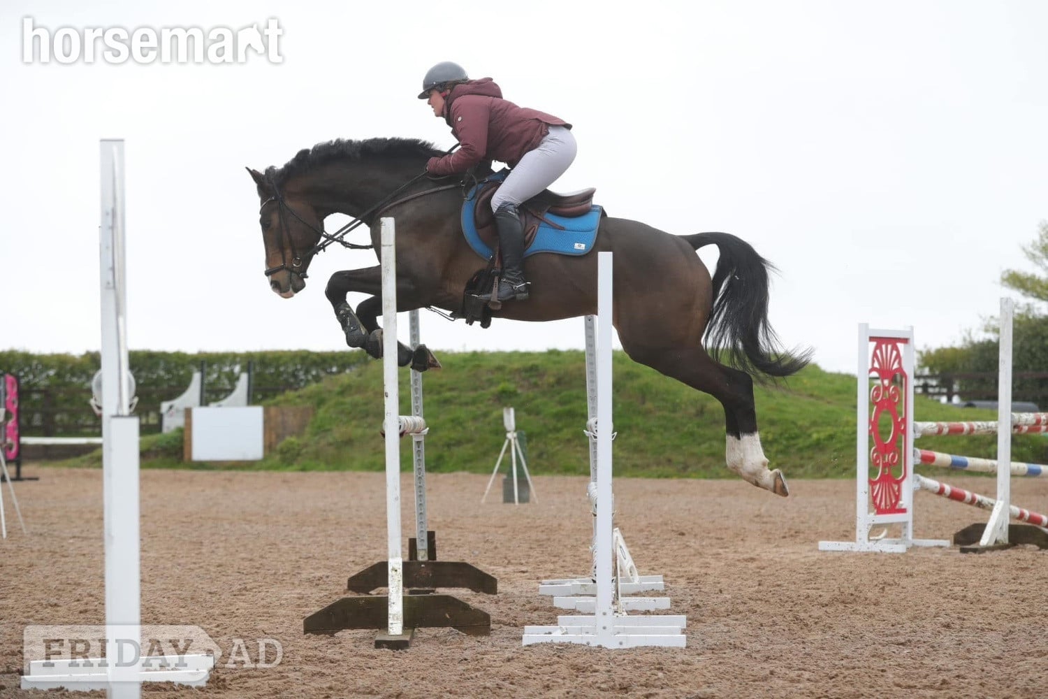 Great Yarmouth "Davinci " Chestnut Gelding All Rounder