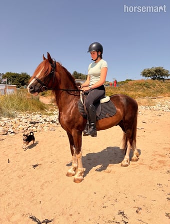 "Brynn " Chestnut Gelding All Rounder