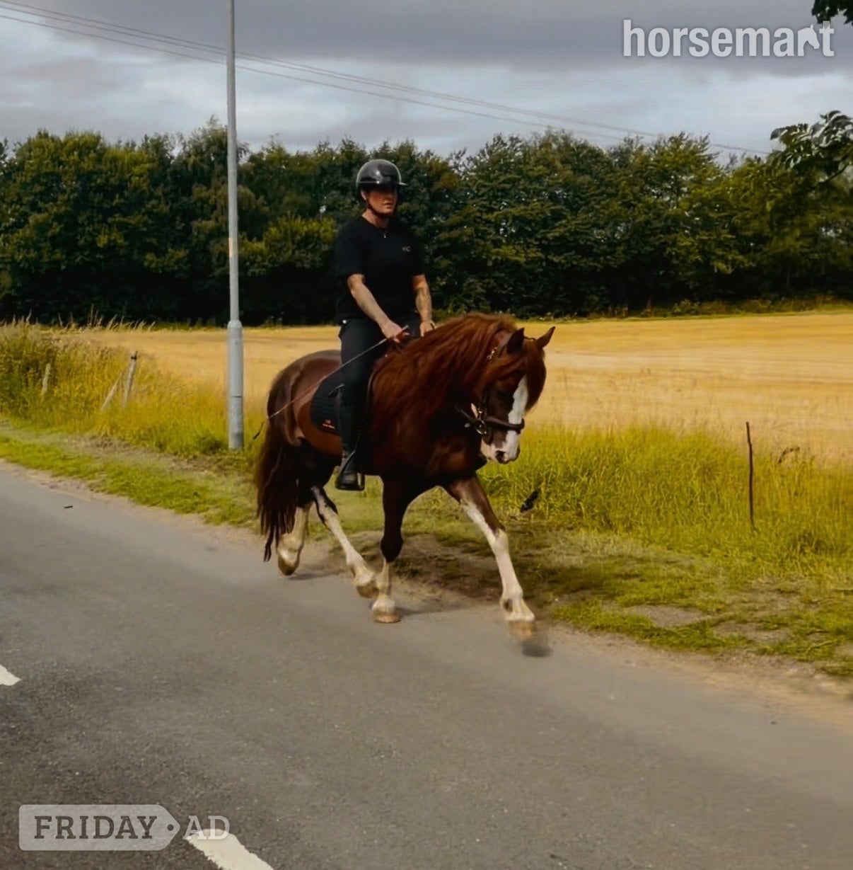 "Brynn " Chestnut Gelding All Rounder