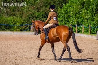 "Thatbeatsbanagher " Bay Gelding Ex Racehorse