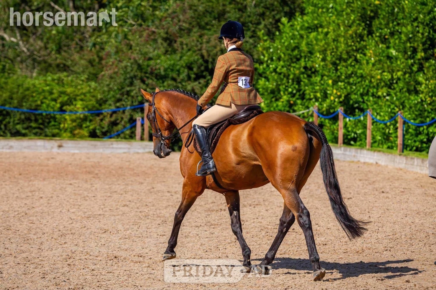 "Thatbeatsbanagher " Bay Gelding Ex Racehorse in Middleham