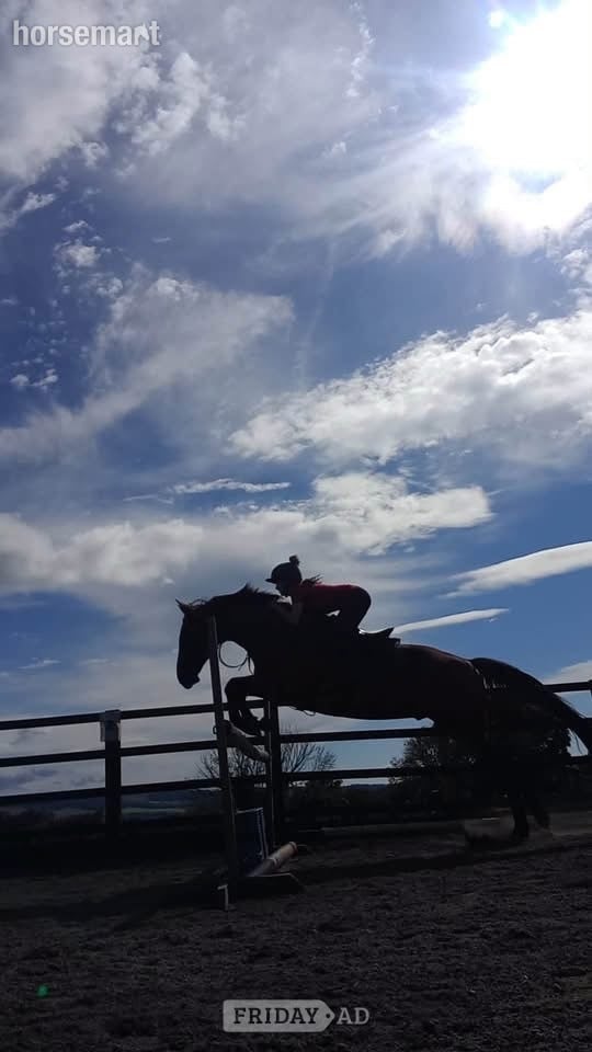 Middleham "Thatbeatsbanagher " Bay Gelding Ex Racehorse