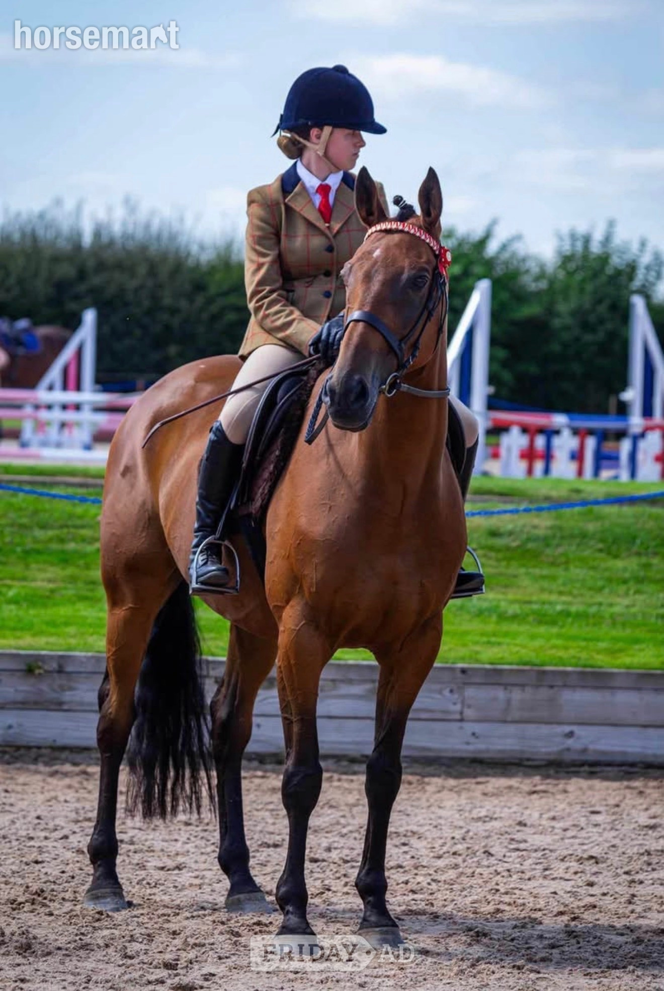 "Thatbeatsbanagher " Bay Gelding Ex Racehorse