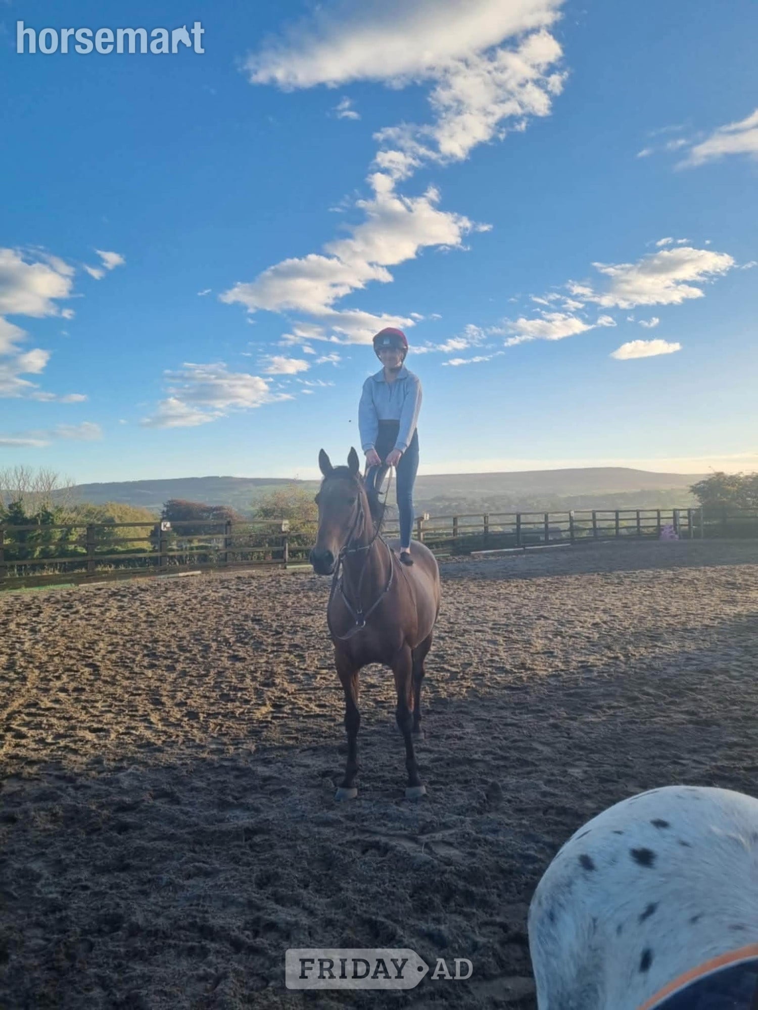 "Thatbeatsbanagher " Bay Gelding Ex Racehorse - Horses