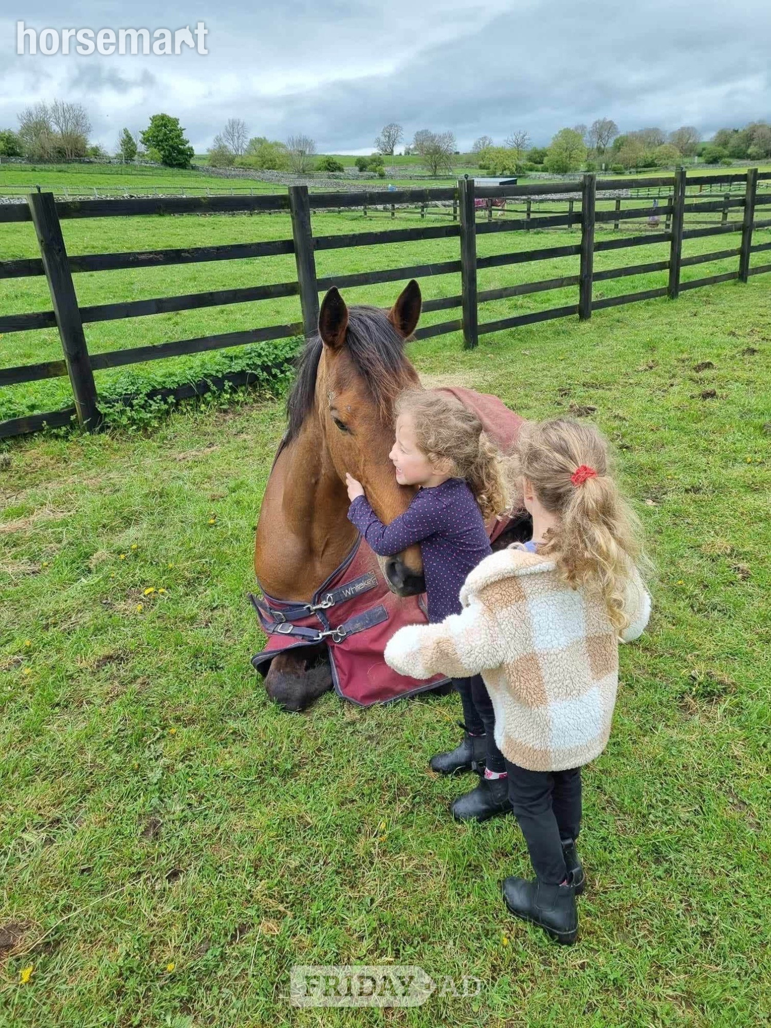 "Thatbeatsbanagher " Bay Gelding Ex Racehorse - Horses in Middleham