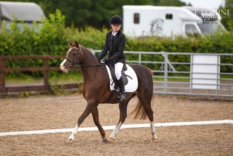 "Thisteldown Tunnel of Love" Liver Chestnut Mare All Rounder