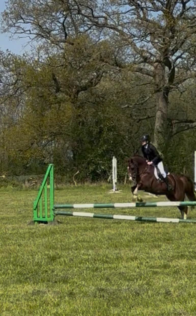 Poynton "Thisteldown Tunnel of Love" Liver Chestnut Mare All Rounder
