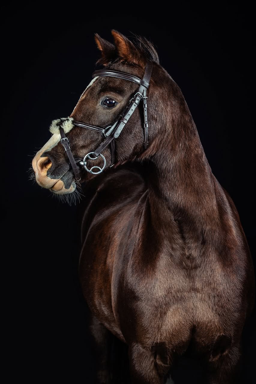 "Thisteldown Tunnel of Love" Liver Chestnut Mare All Rounder - Horses in Poynton
