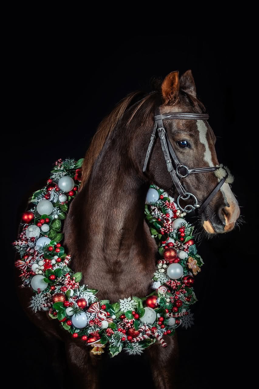 "Thisteldown Tunnel of Love" Liver Chestnut Mare All Rounder - Horses