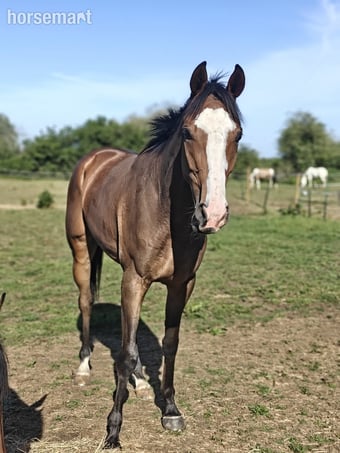 "Onty" Bay Gelding Ex Racehorse