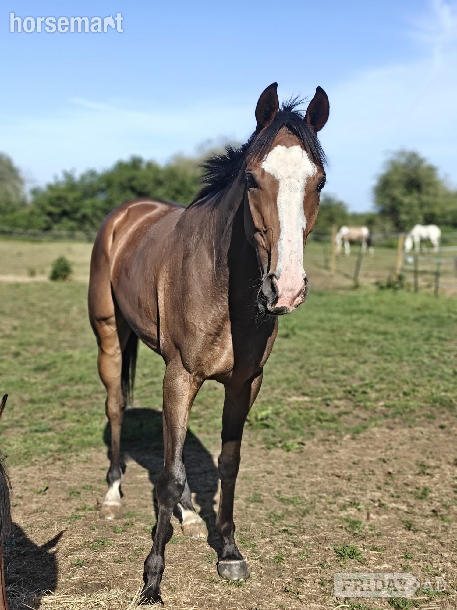 "Onty" Bay Gelding Ex Racehorse in Swindon