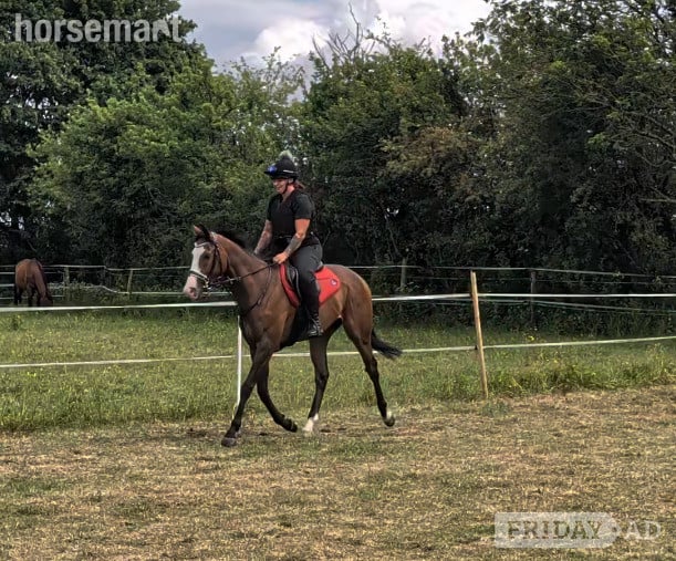 Swindon "Onty" Bay Gelding Ex Racehorse