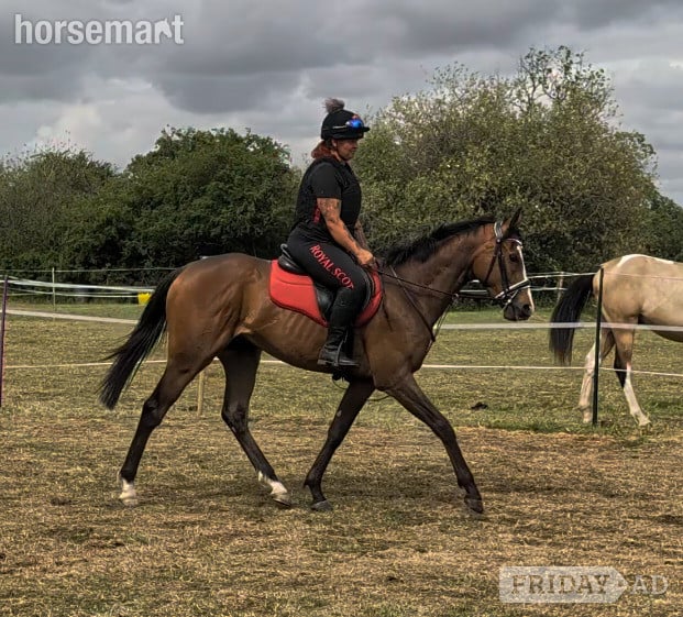 "Onty" Bay Gelding Ex Racehorse