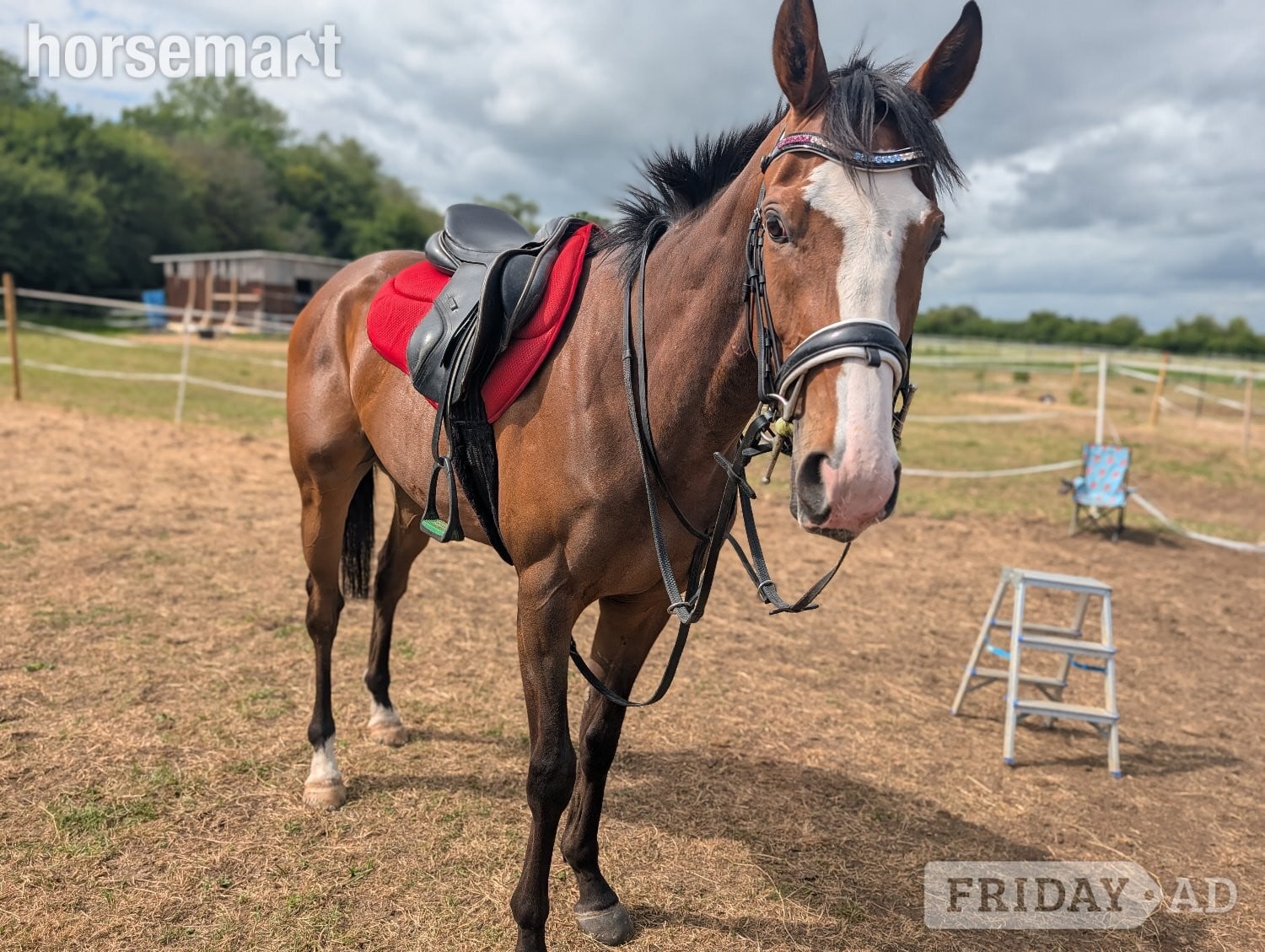 "Onty" Bay Gelding Ex Racehorse - Horses in Swindon