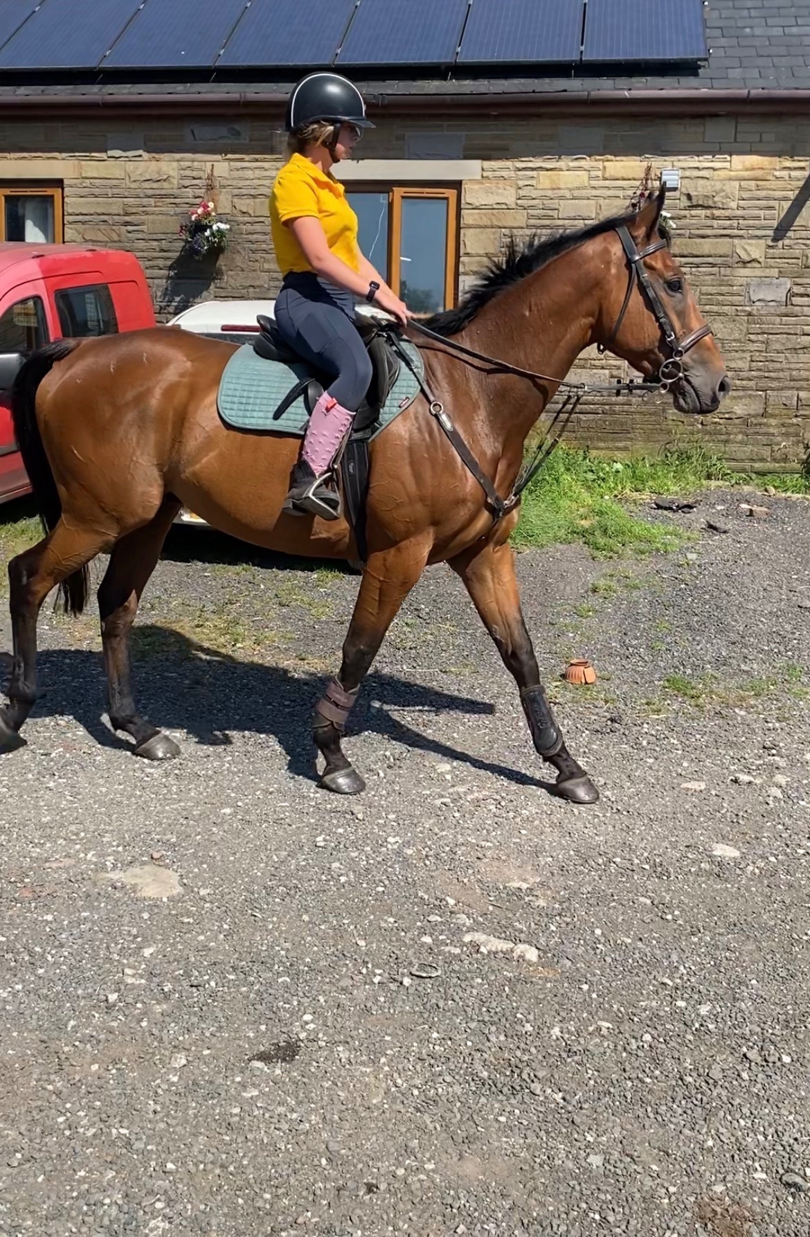Worsthorne "Robbie" Bay Gelding Happy Hacker