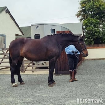 "Loughmelvin Banlaoch" Bay Mare Broodmare